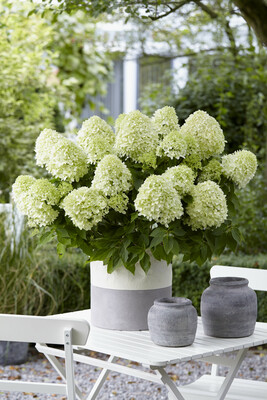 Concept Plants | Hydrangea paniculata Little Spooky ('GRHPLS') Concept Plants | Hydrangea paniculata Little Spooky ('GRHPLS')